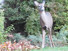 Deer Sighting-2